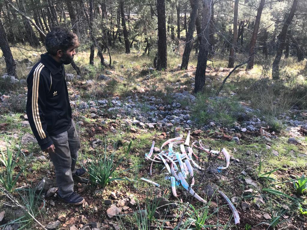 Fethiye'de ormanlık alana zehirli kemik atıldığı iddiası