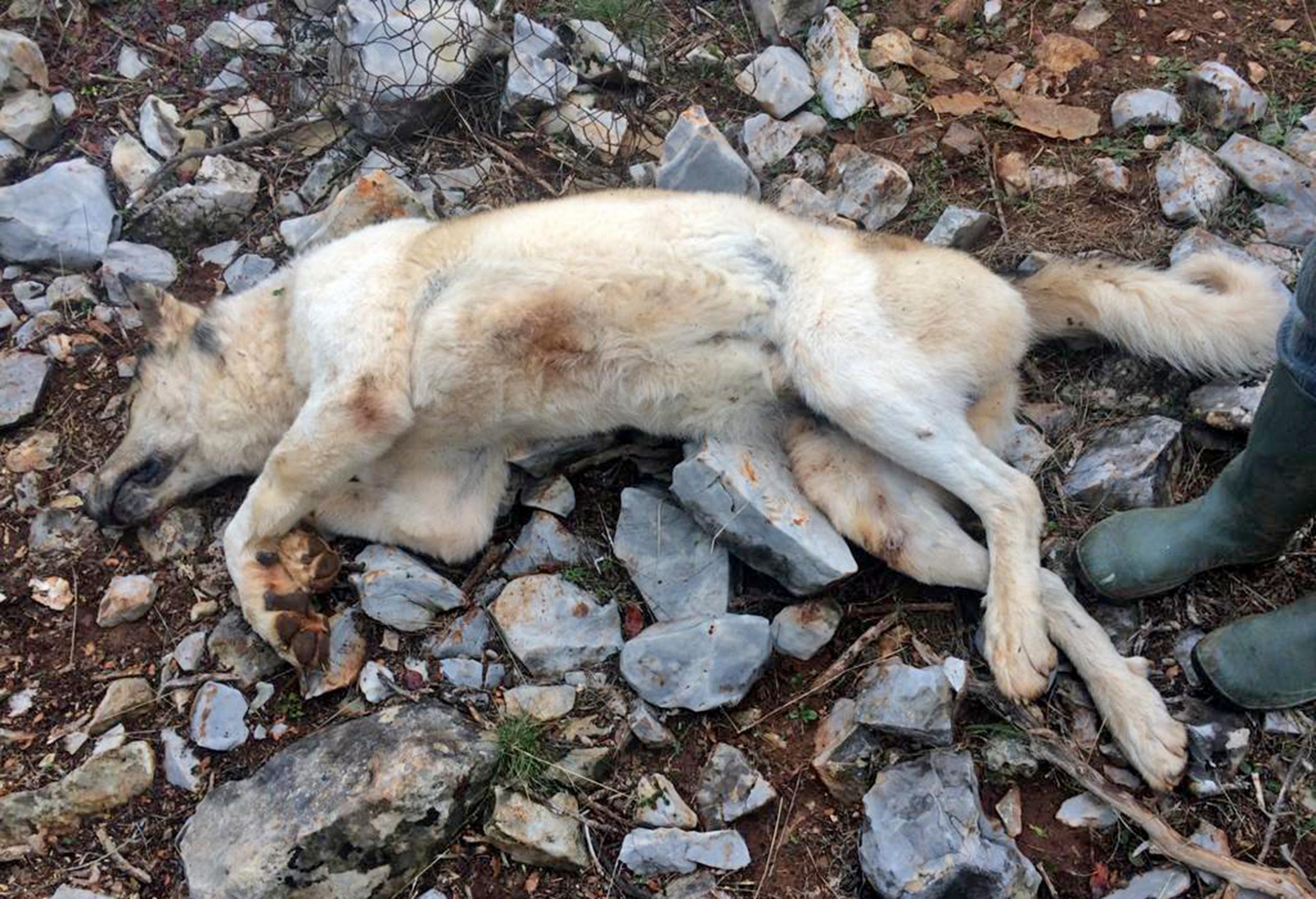 Muğla'da çiftçinin çoban köpeğini silahla öldürdüğü iddiası