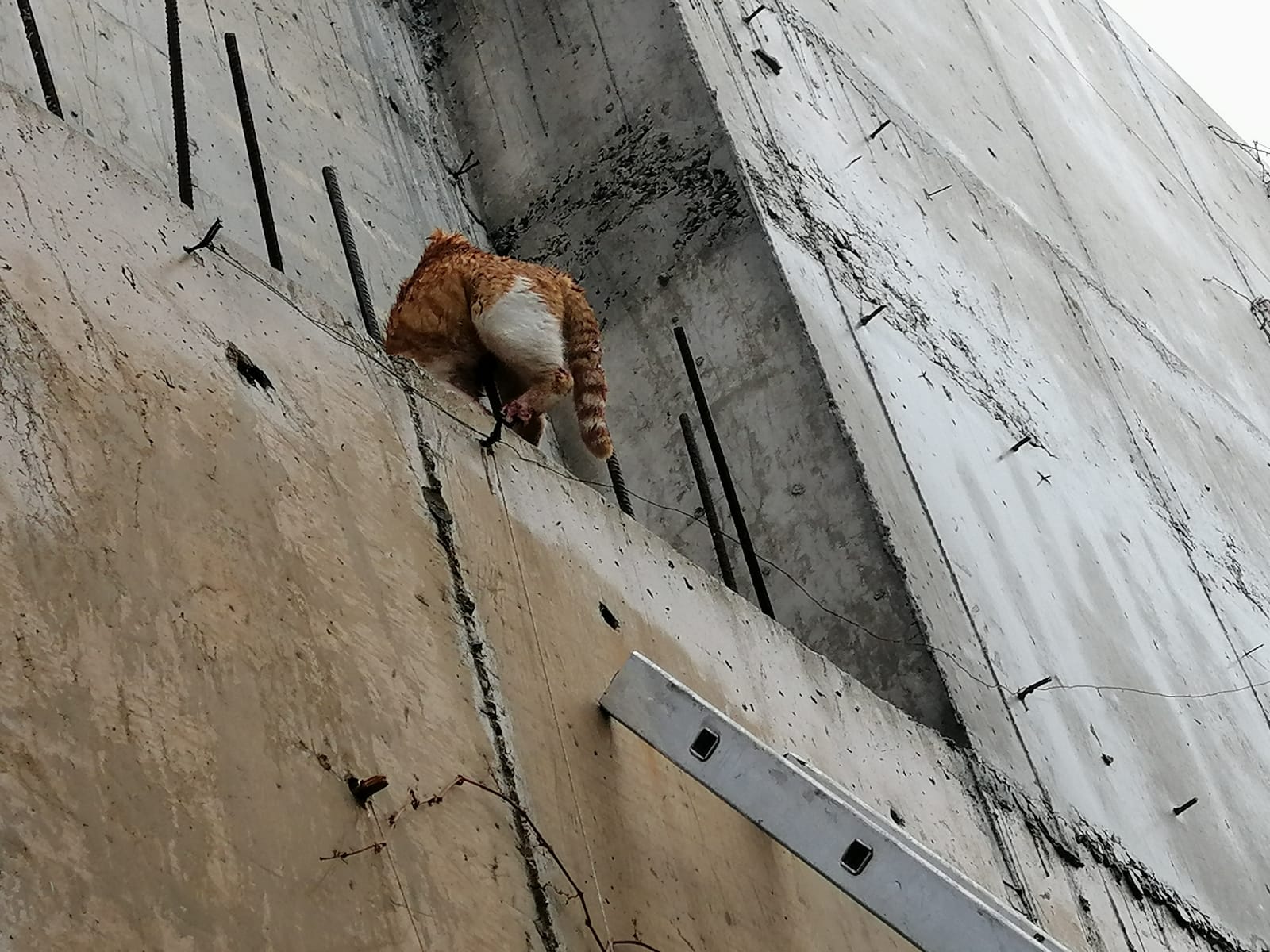 Vücuduna demir çubuk saplanan kedi kurtarıldı