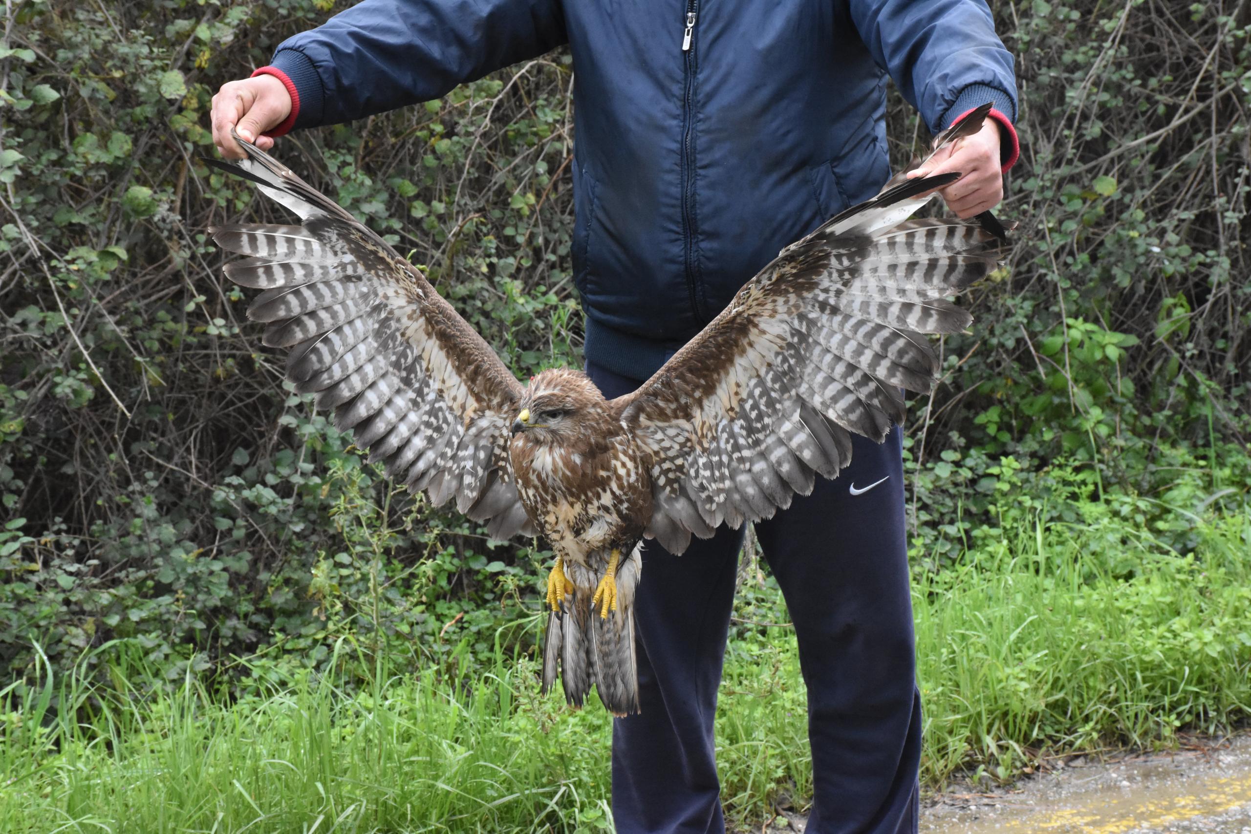 Yaralı bulunan yılan kartalı tedavi altında