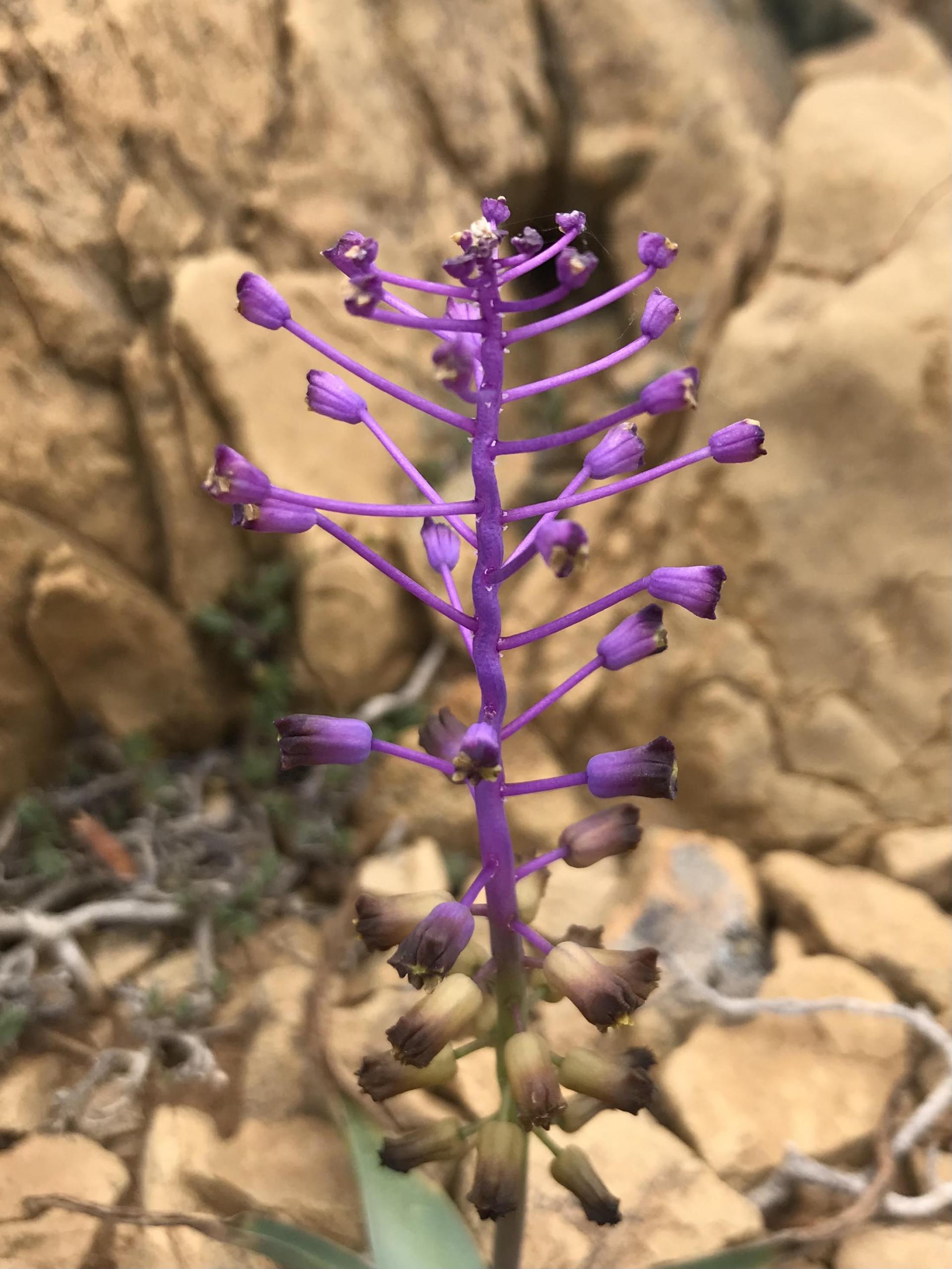 MUĞLA'DA YENİ BİR SÜMBÜL TÜRÜ KEŞFEDİLDİ