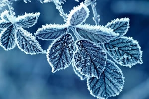 MUĞLA İÇİN ZİRAİ DON UYARISI