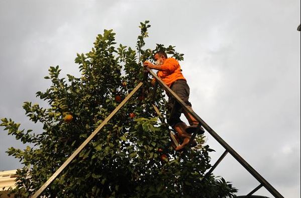 VATANDAŞLARA TURUNÇ MEYVELER DAĞITILDI
