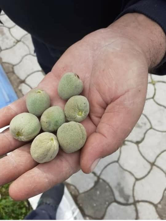 BODRUM’DA ÇAĞLALAR ÇIKTI