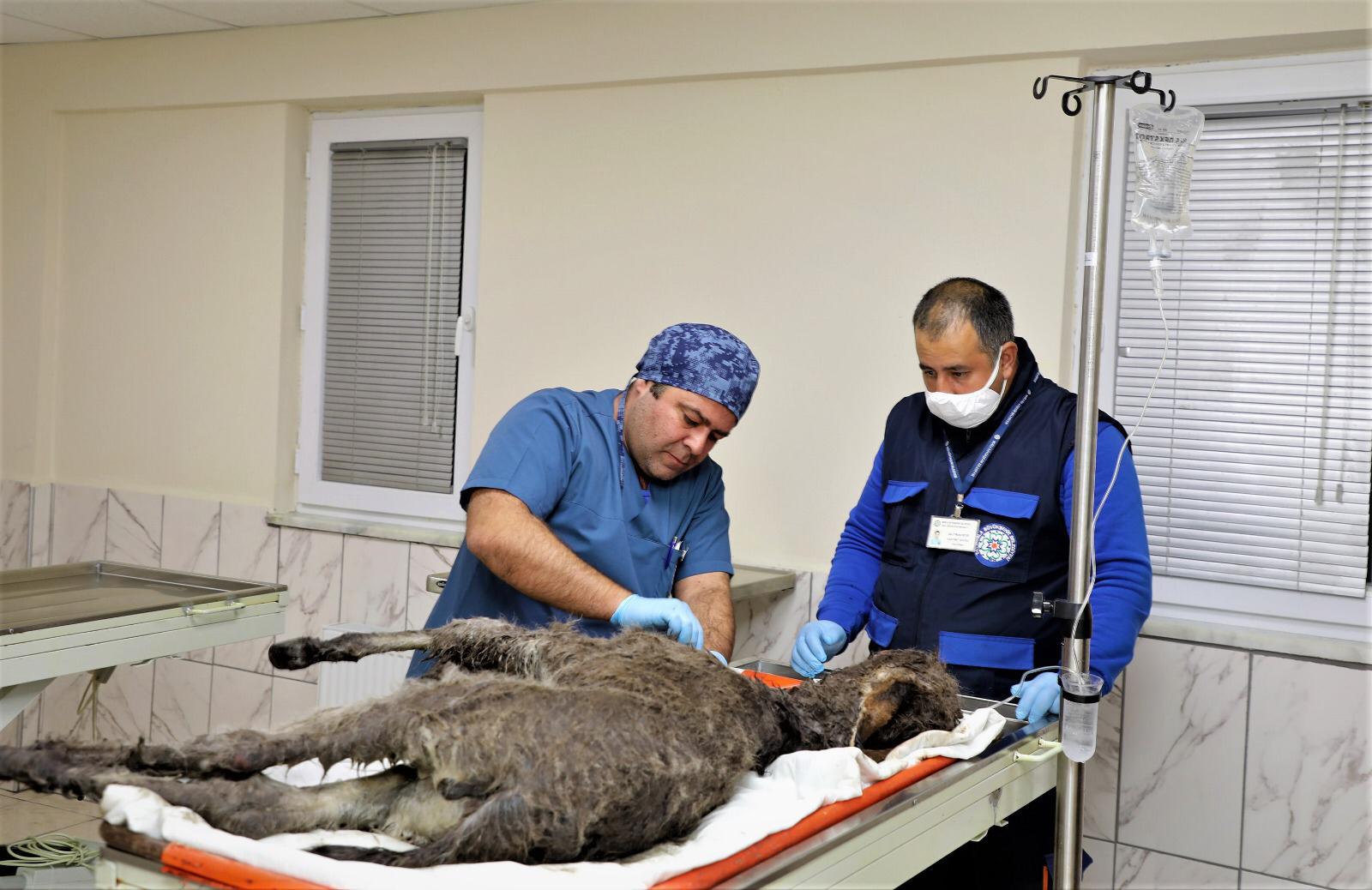 Düştüğü rögardan kurtarılan sıpa ameliyat edildi