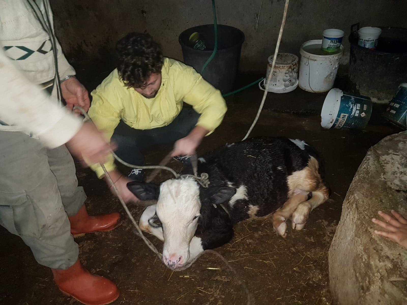 Kuyuya düşen buzağıyı itfaiye kurtardı