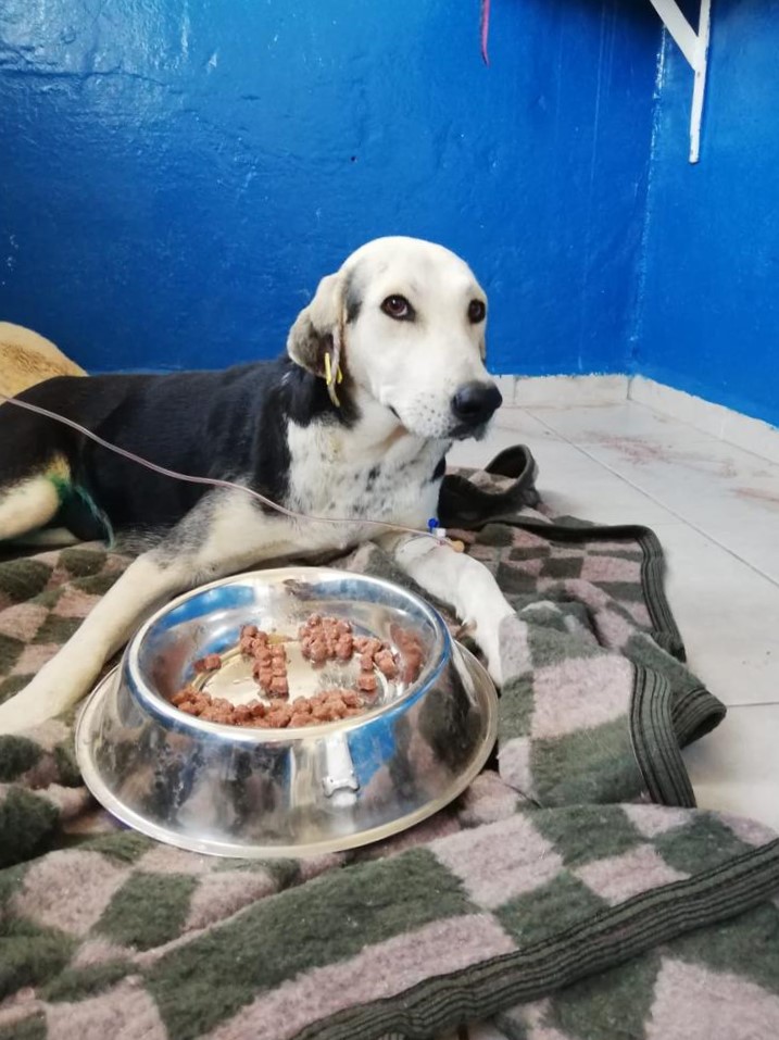 Bodrum'da otomobilin çarpması sonucu yaralanan gebe köpek ameliyat edildi