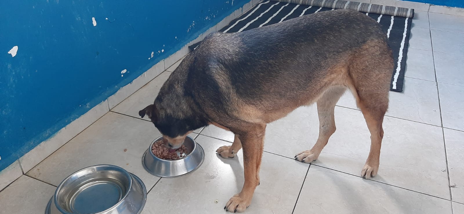 YARALANAN İKİ KÖPEĞE MÜDAHALE EDİLDİ