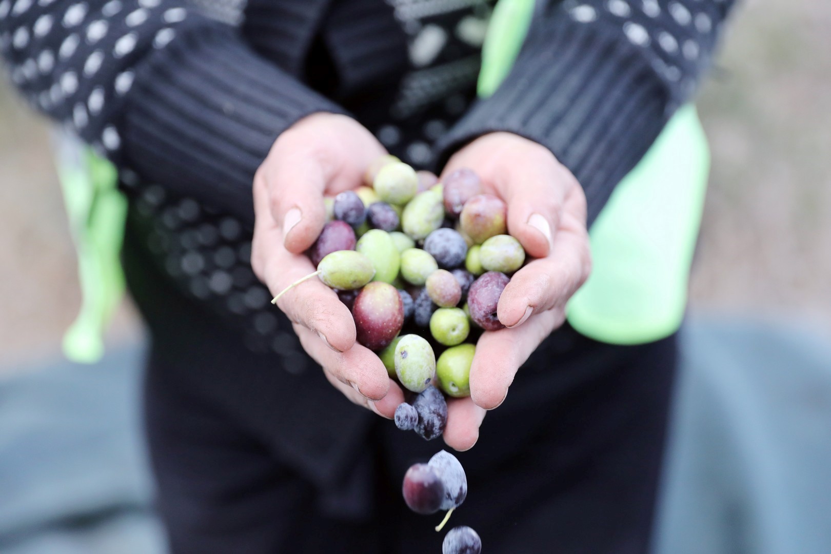 SOĞUK SIKIM ZEYTİNYAĞI AŞEVİNDE DEĞERLENDİRİLECEK