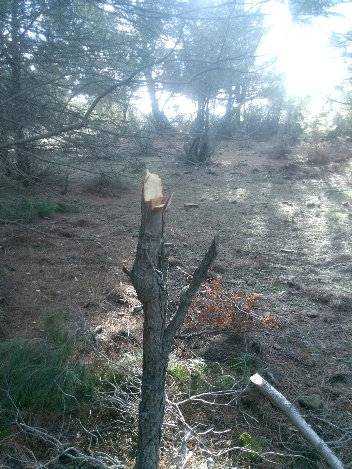 MENTEŞE’DE AĞAÇ KATLİAMI