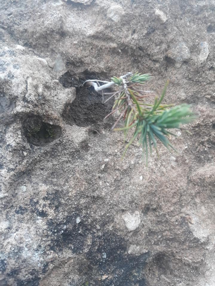 KAYA İÇİNDE YETİŞEN ÇAM FİDANI ŞAŞIRTTI