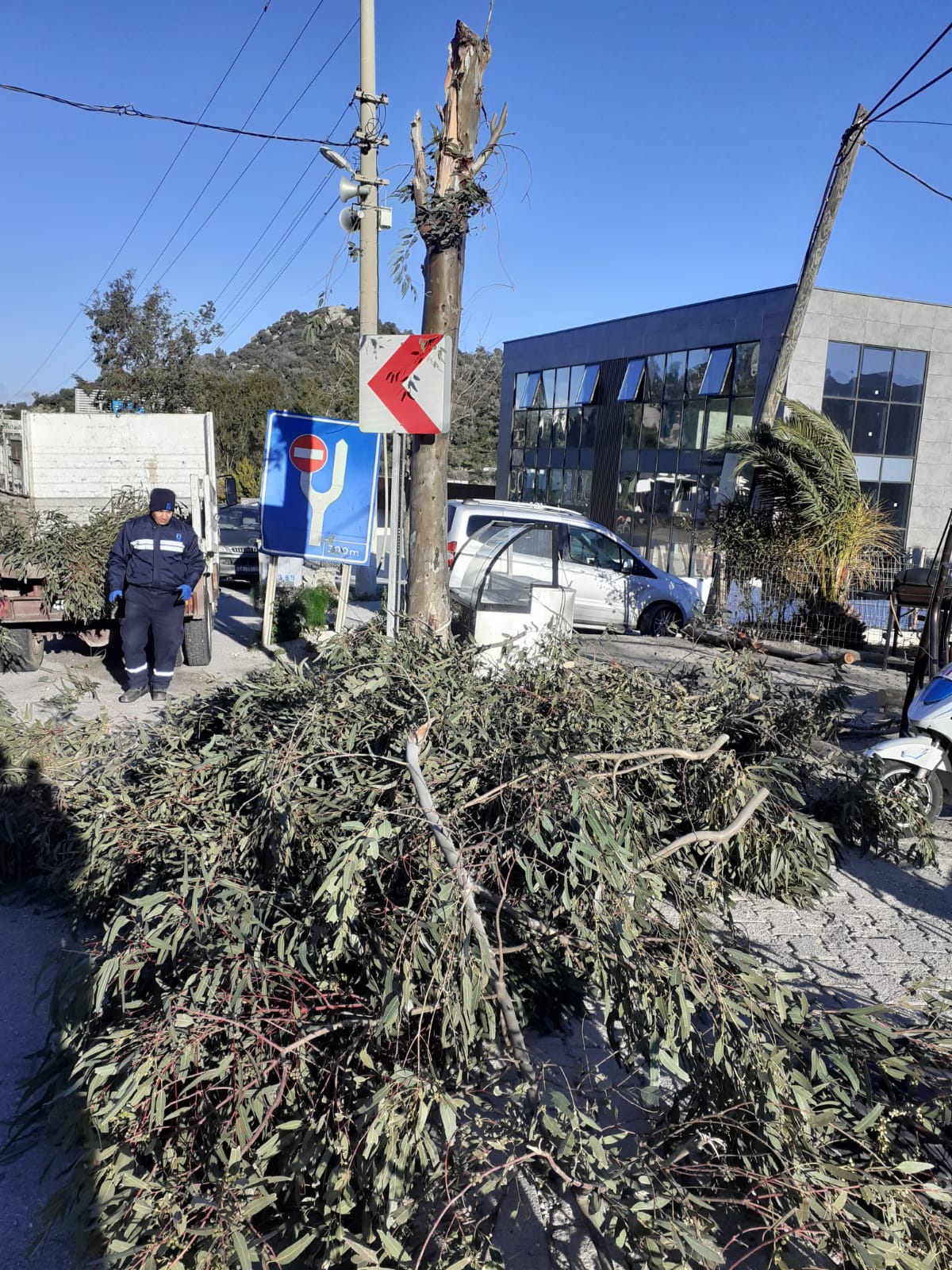 DEVRİLEN AĞAÇLARIN YERİNE YENİ AĞAÇLAR DİKİLDİ