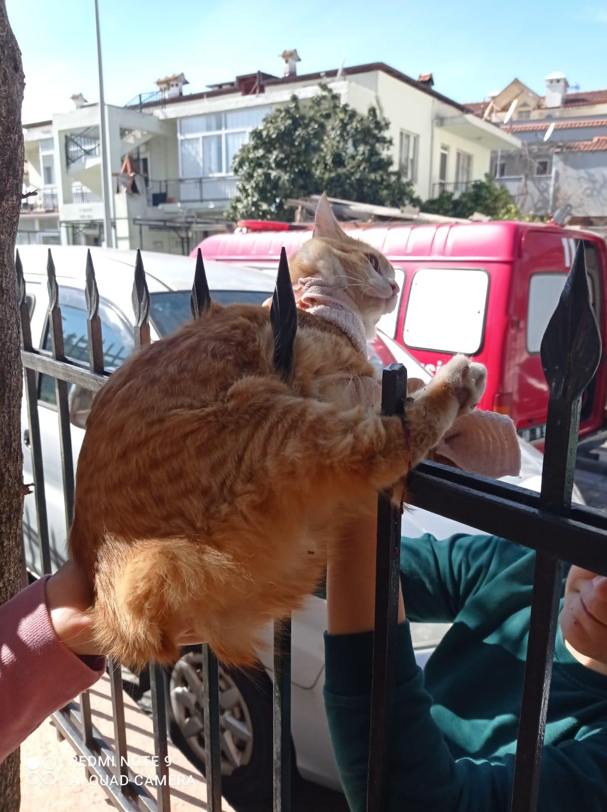 Ayağına Demir Saplanan Kedi Kurtarıldı