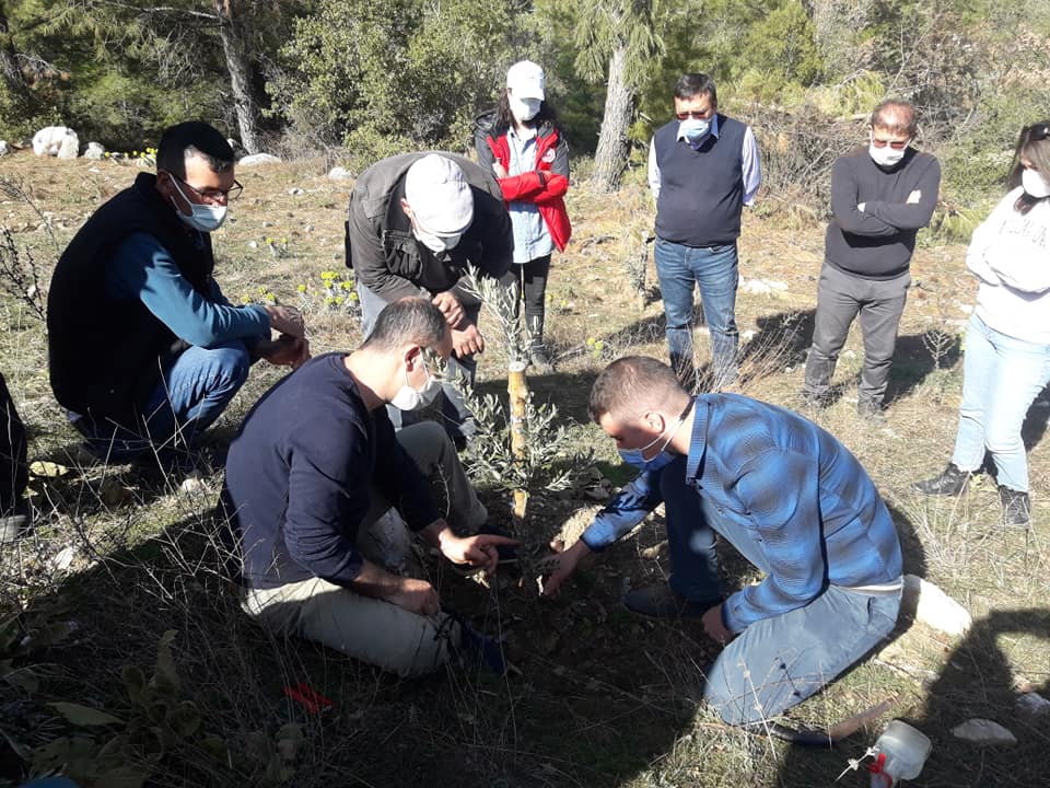 YATAĞAN’DA ZEYTİN BAKIM EĞİTİMİ