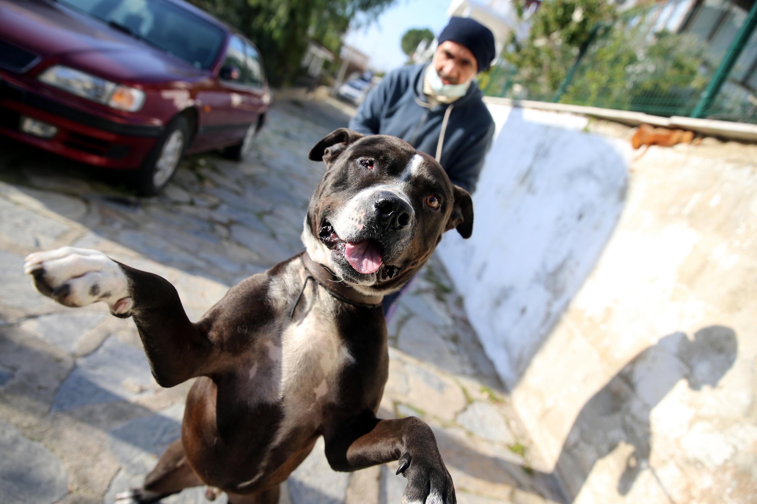 Bodrumlu avukat sokak hayvanları için "iyilik mesaisi" yapıyor