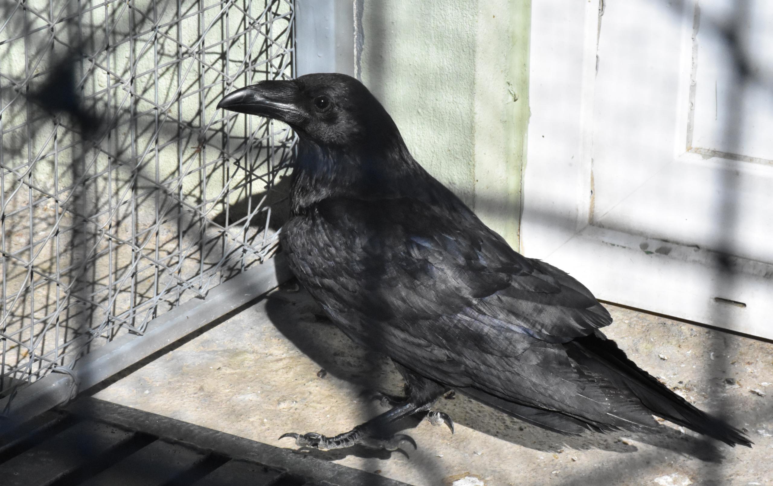 Muğla'da tedavi edilen karga doğaya bırakıldı