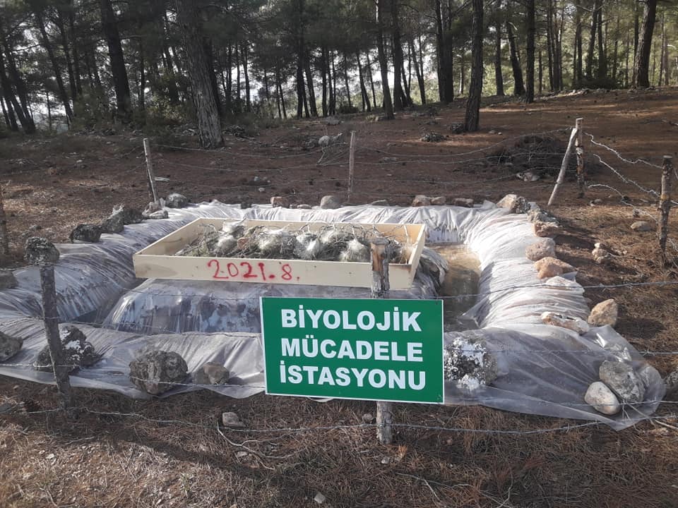 Yatağan’da Kese Böceği İle Biyolojik Mücadele