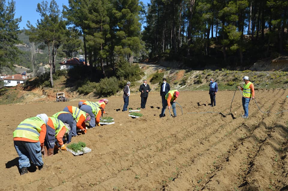 ADAÇAYI FİDELERİ TOPRAKLA BULUŞTU