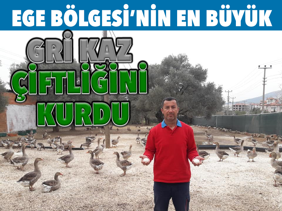 EGE BÖLGESİNİN EN BÜYÜK GRİ KAZ ÇİFTLİĞİNİ KURDU
