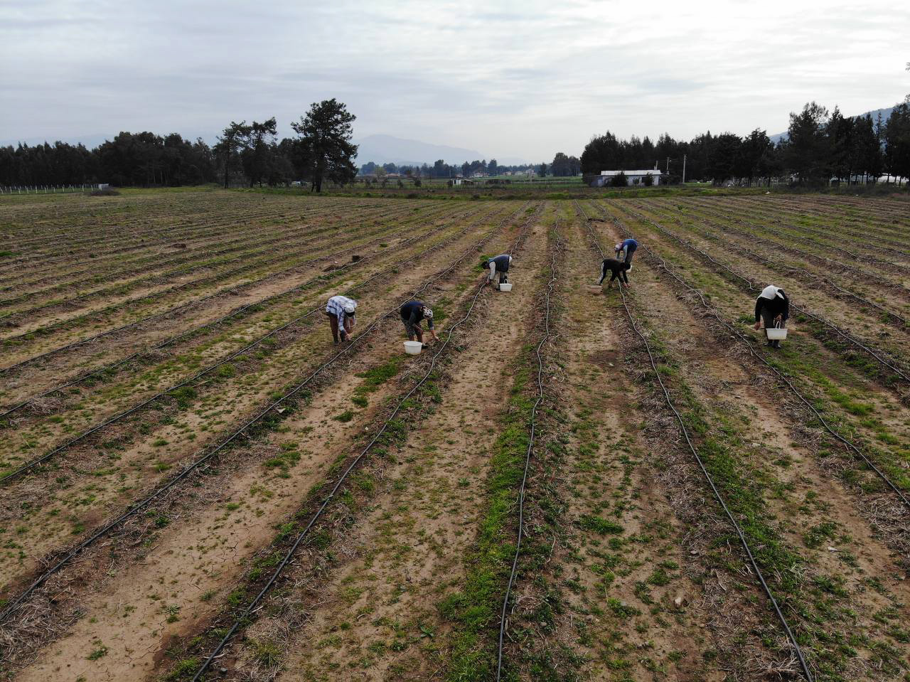 ODTÜ'lü Aslı'nın "kuşkonmaz başarısı" Tarım ve Orman Bakanlığından ödül getirdi