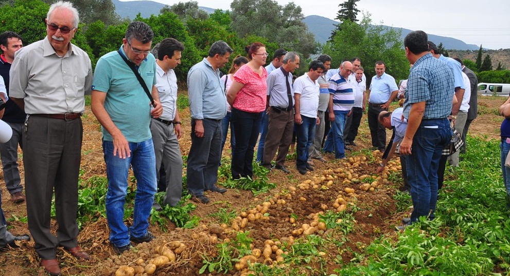 ALTERNATİF ÜRÜN PATATES