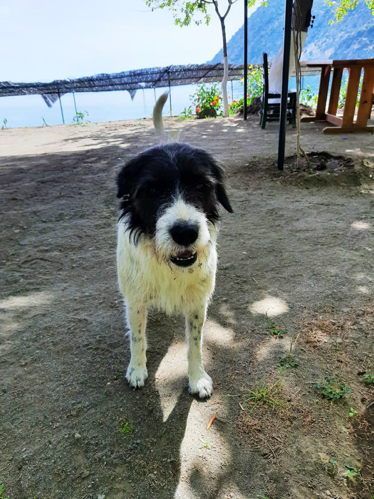 Datça'da silahla yaralanan sokak köpeği tedaviye alındı