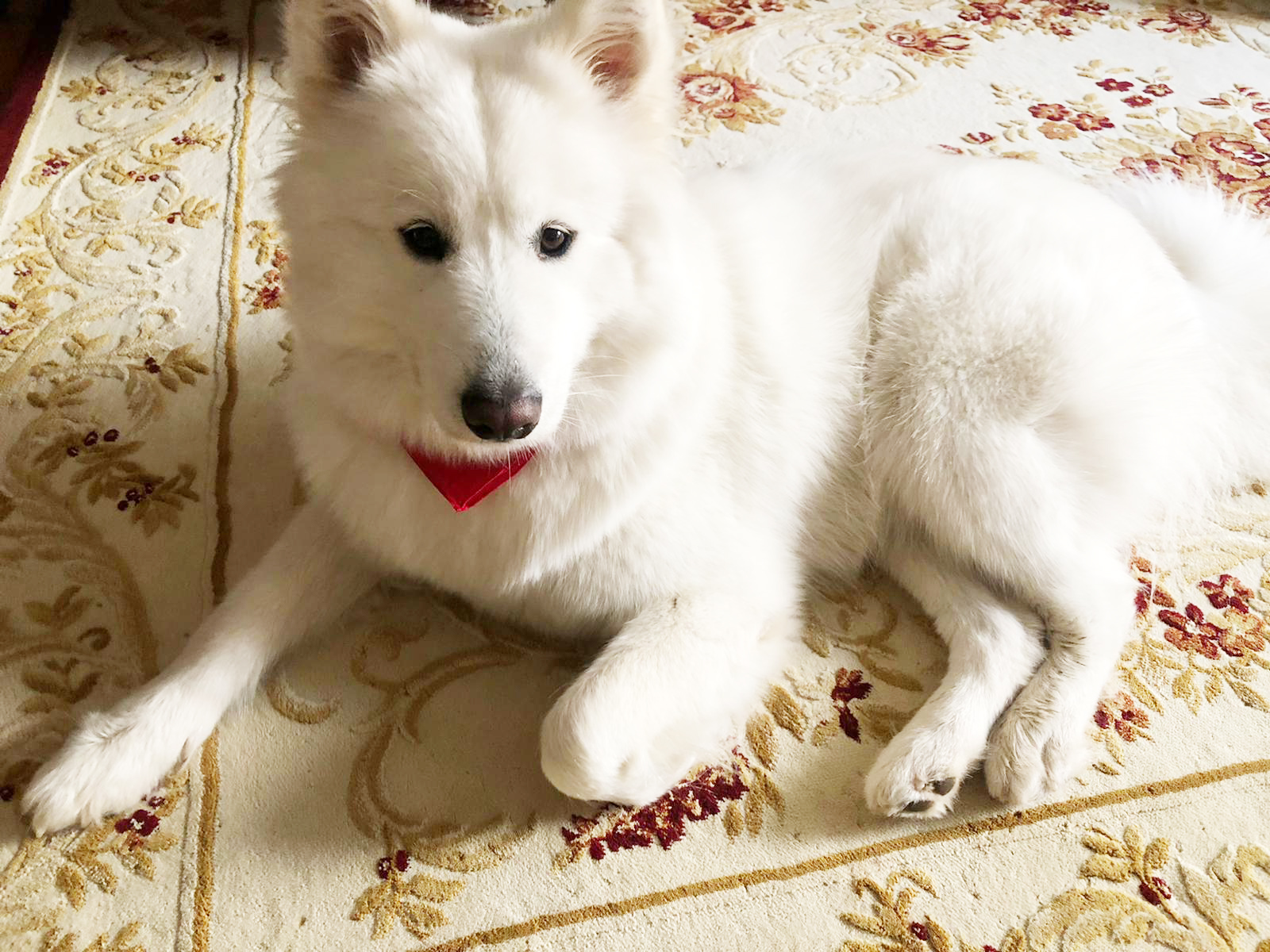 EVCİL HAYVANLARA MİKROÇİP UYGULAMASI BAŞLIYOR