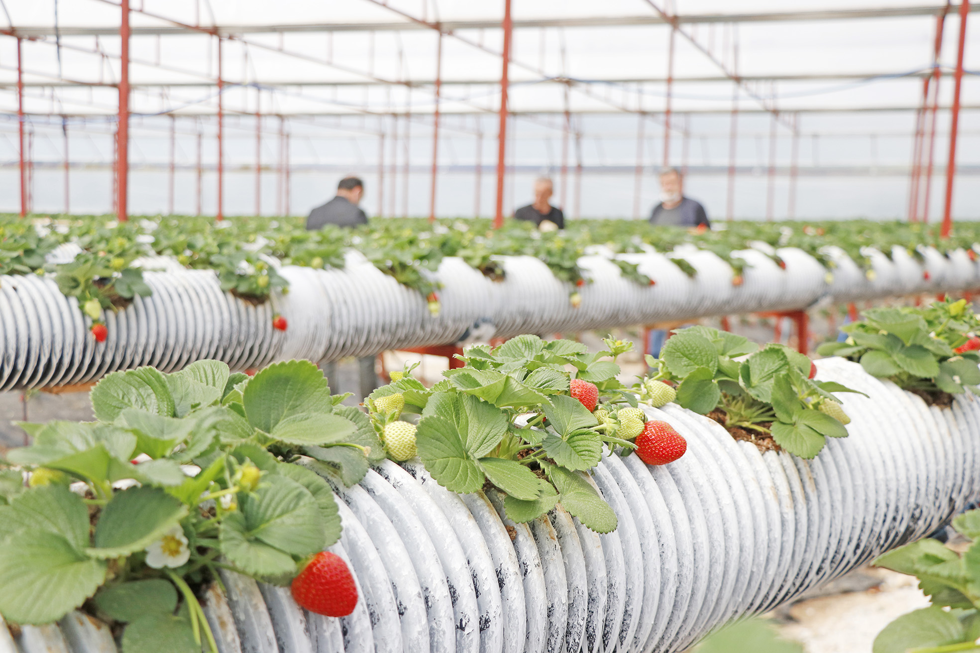 seracılığa başlayan mühendis taleplere yetişemiyor