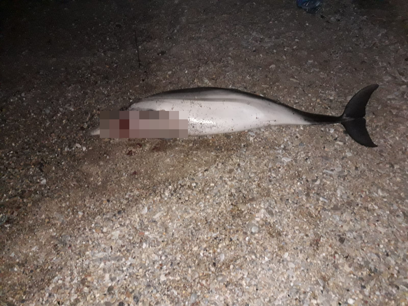 Muğla'da ölü yunus karaya vurdu