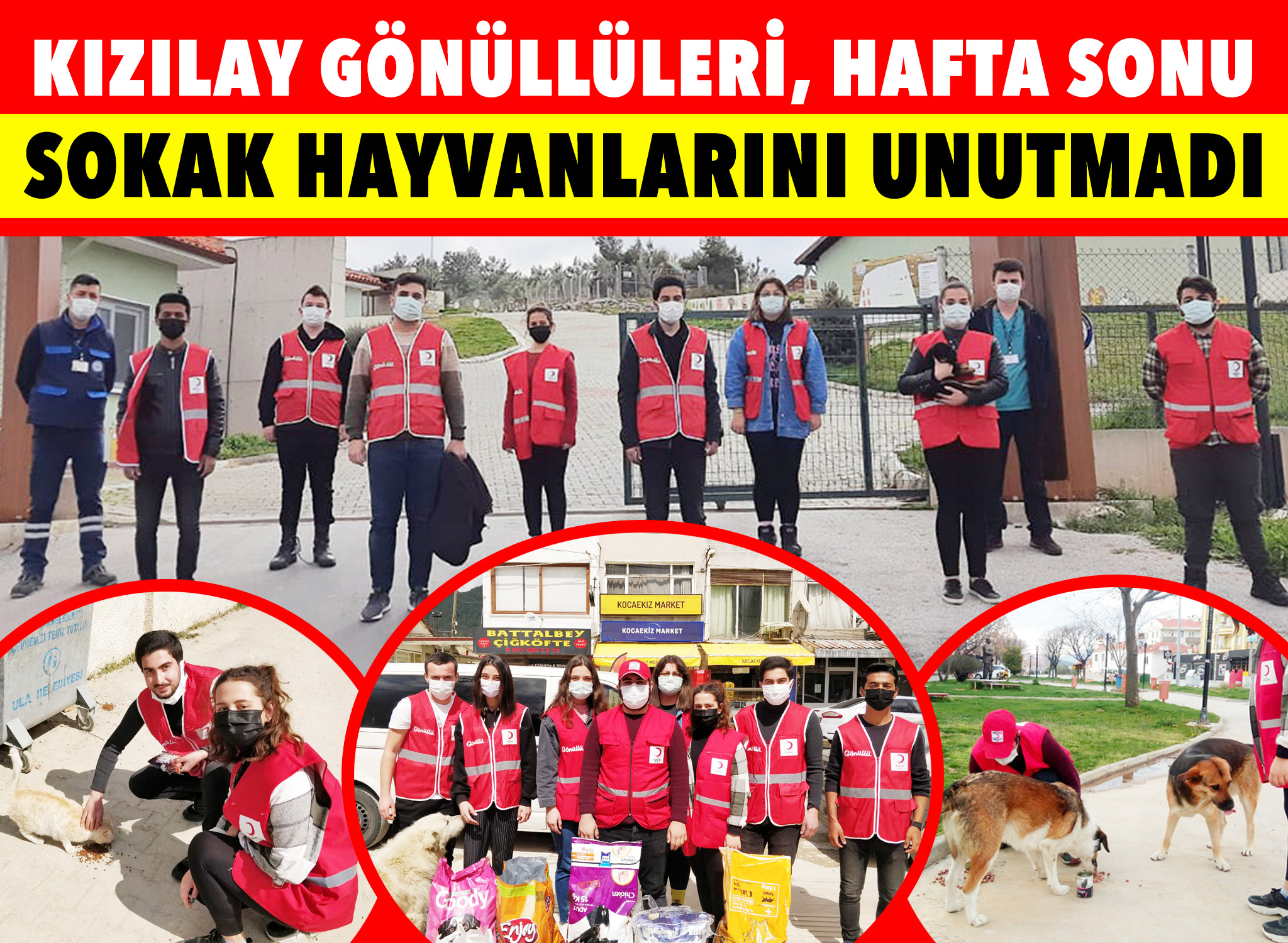 Kızılay gönüllüleri, hafta sonu sokak hayvanlarını unutmadı