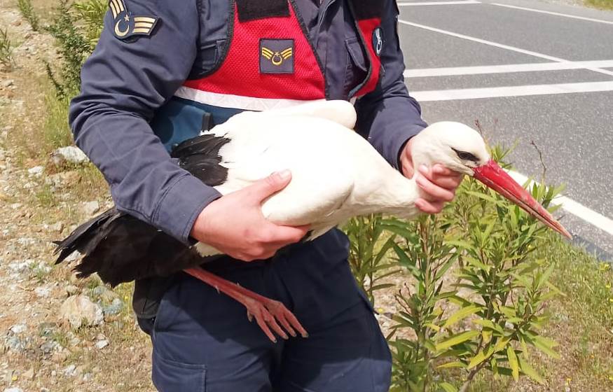 yaralı bulunan leyleğe jandarma sahip çıktı