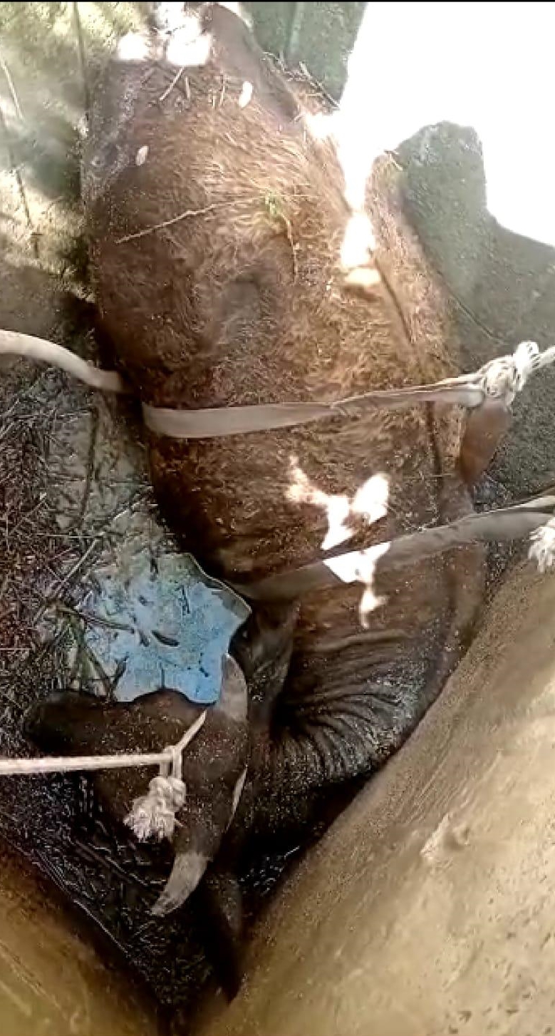 Bodrum'da tarlada otlarken kuyuya düşen inek kurtarıldı