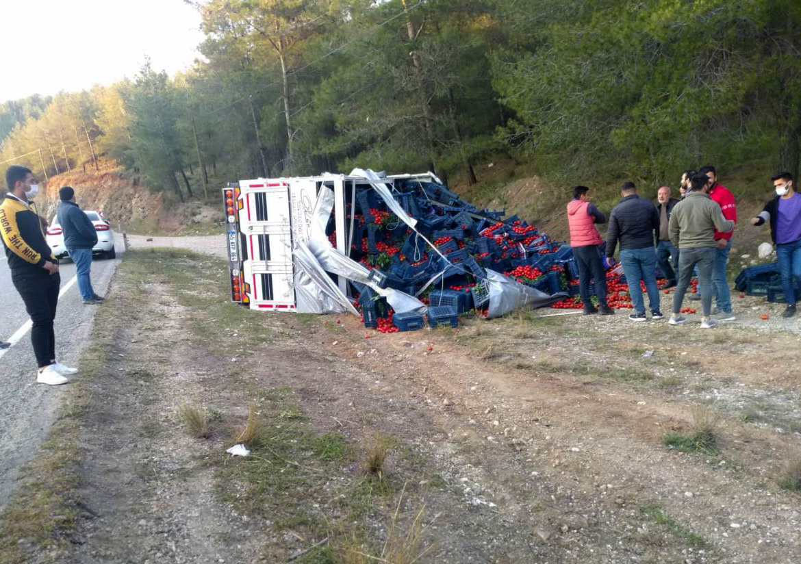 Tarım işçileri devrilen kamyondaki domatesleri toplamak için seferber oldu