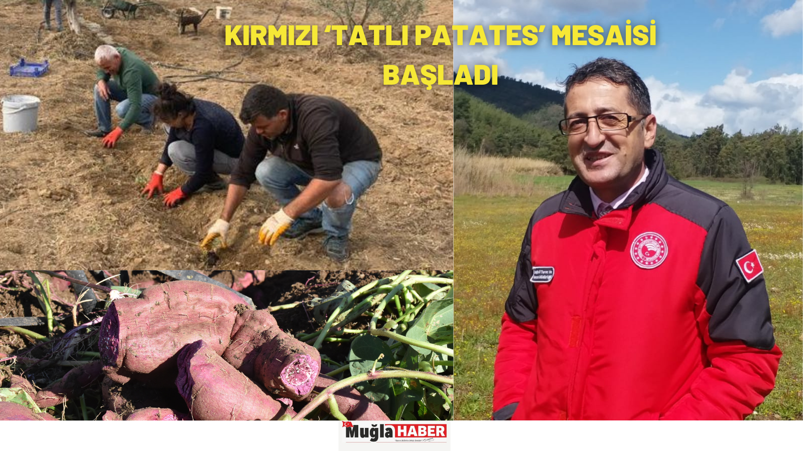 KIRMIZI  ‘TATLI PATATES’ MESAİSİ BAŞLADI