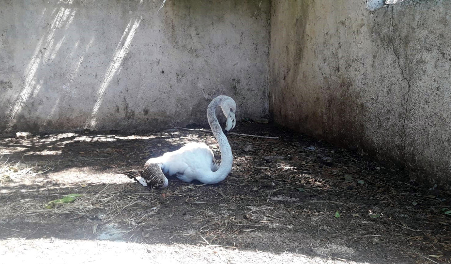 Bodrum'da dere kenarında bulunan yavru flamingo belediye ekiplerince kurtarıldı