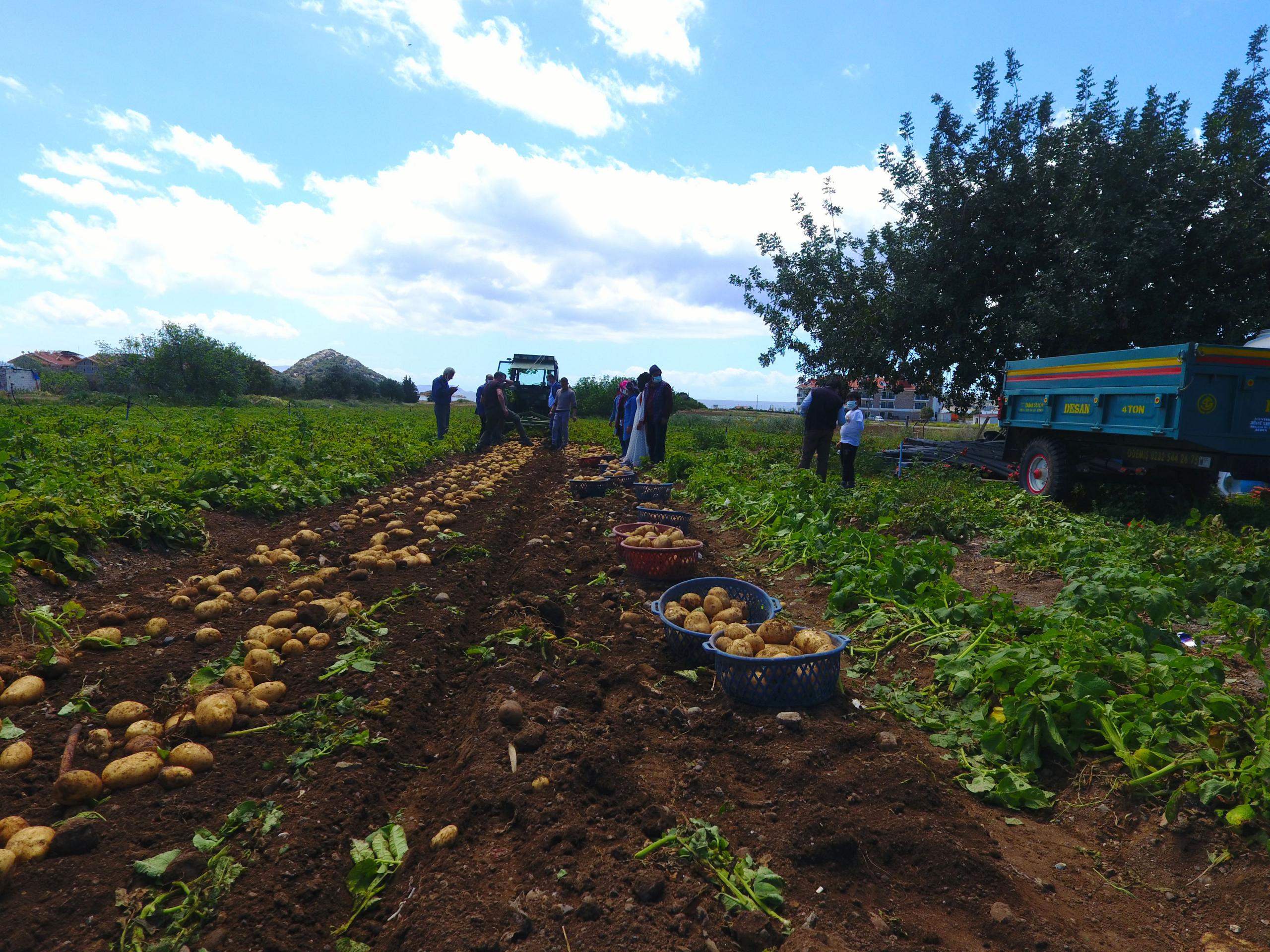 hasadı başlayan turfanda patates üreticisini mutlu etti