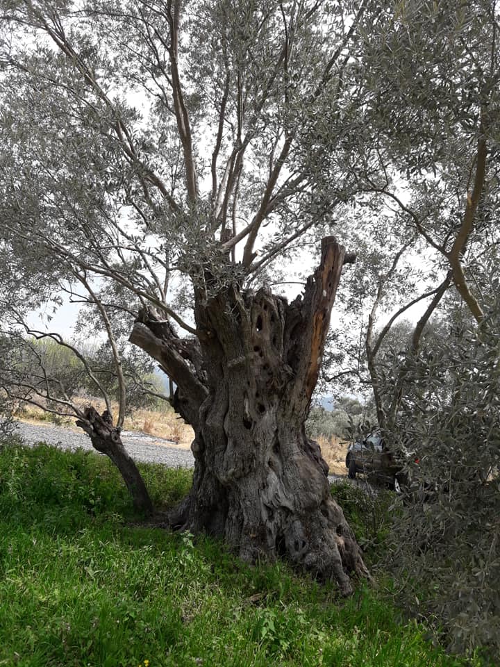 2 BİN YAŞINDA ANIT ZEYTİN AĞACI BÜYÜK İLGİ ÇEKİYOR
