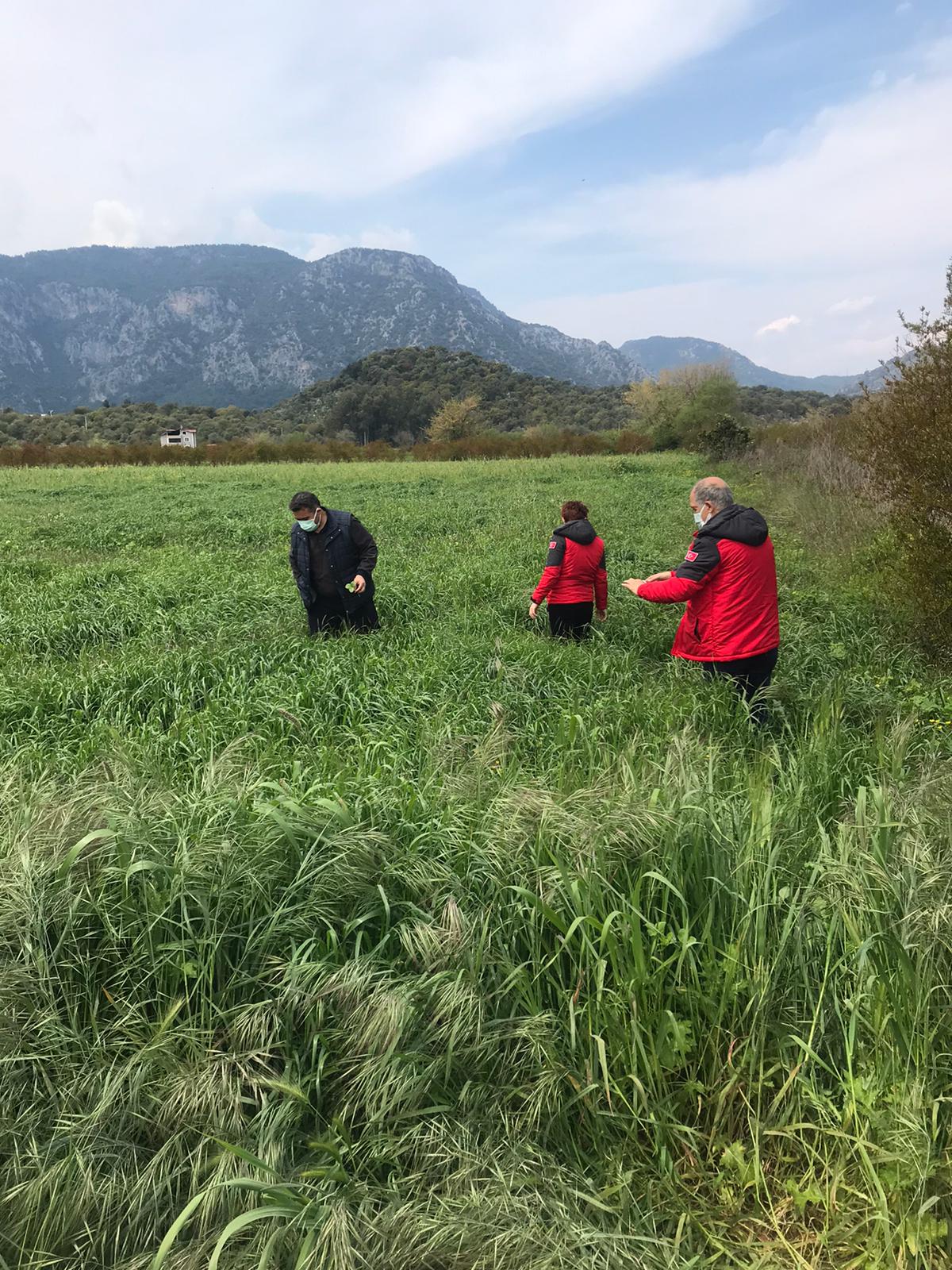 Muğla’da Üç Ayrı Projeyle Yem Bitkisi Üretimi Artıyor