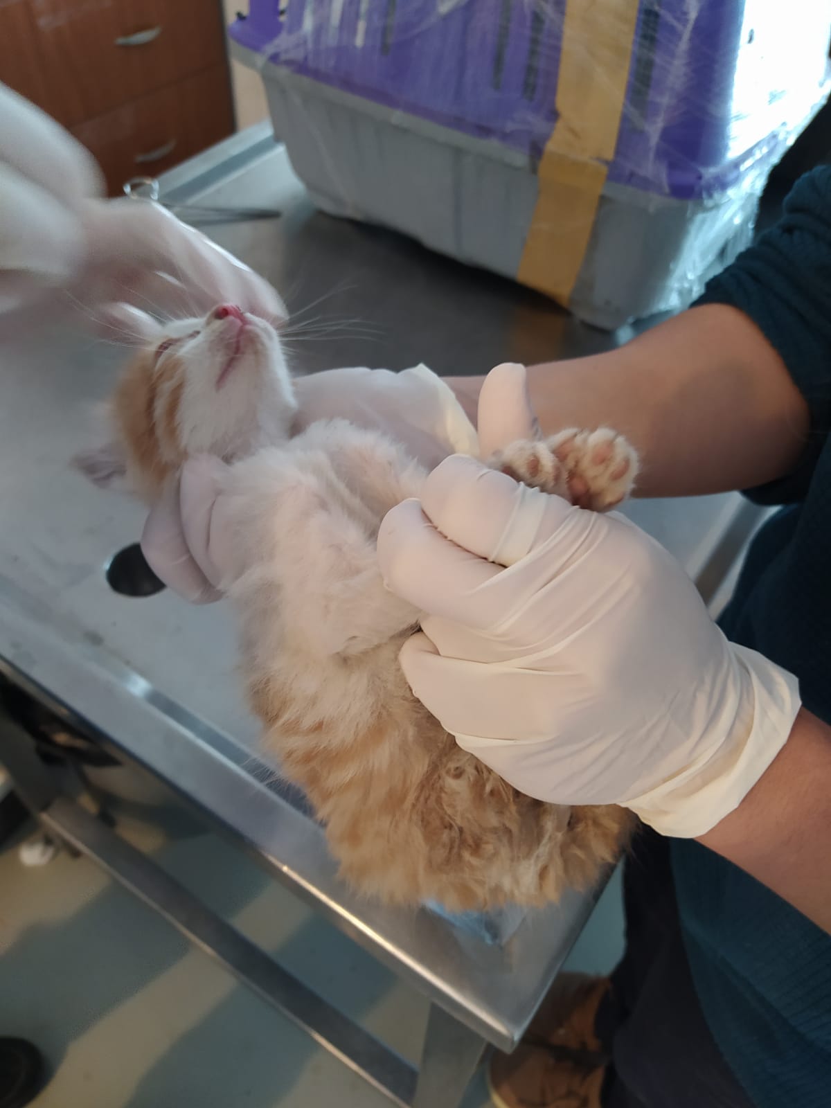 ÇÖP KONTEYNERİNE BIRAKILAN KEDİ KURTARILDI