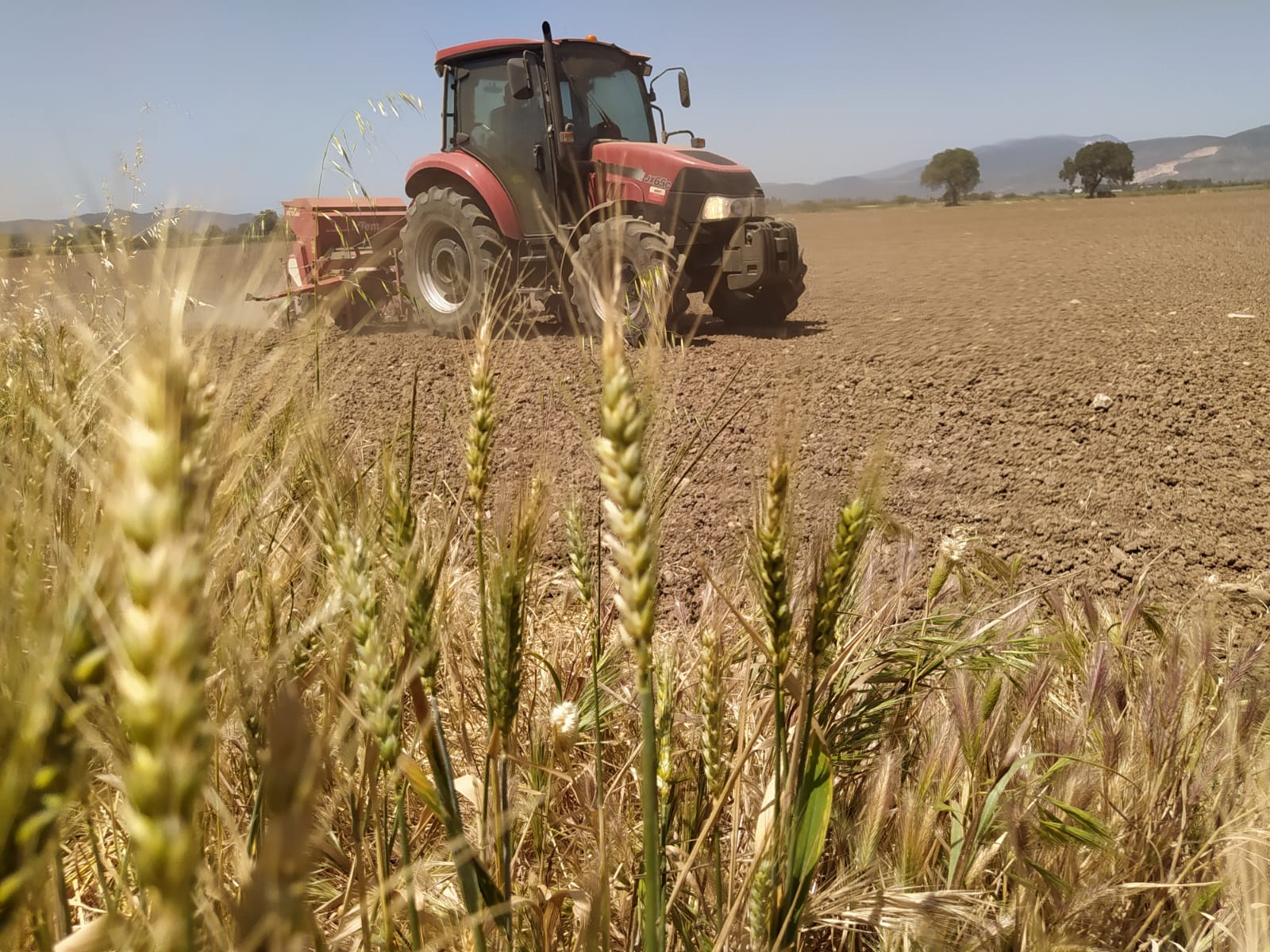 İKİ AYRI PROJEYLE YERLİ VE MİLLİ ÇEŞİT DENEMELERİ YAPILIYOR