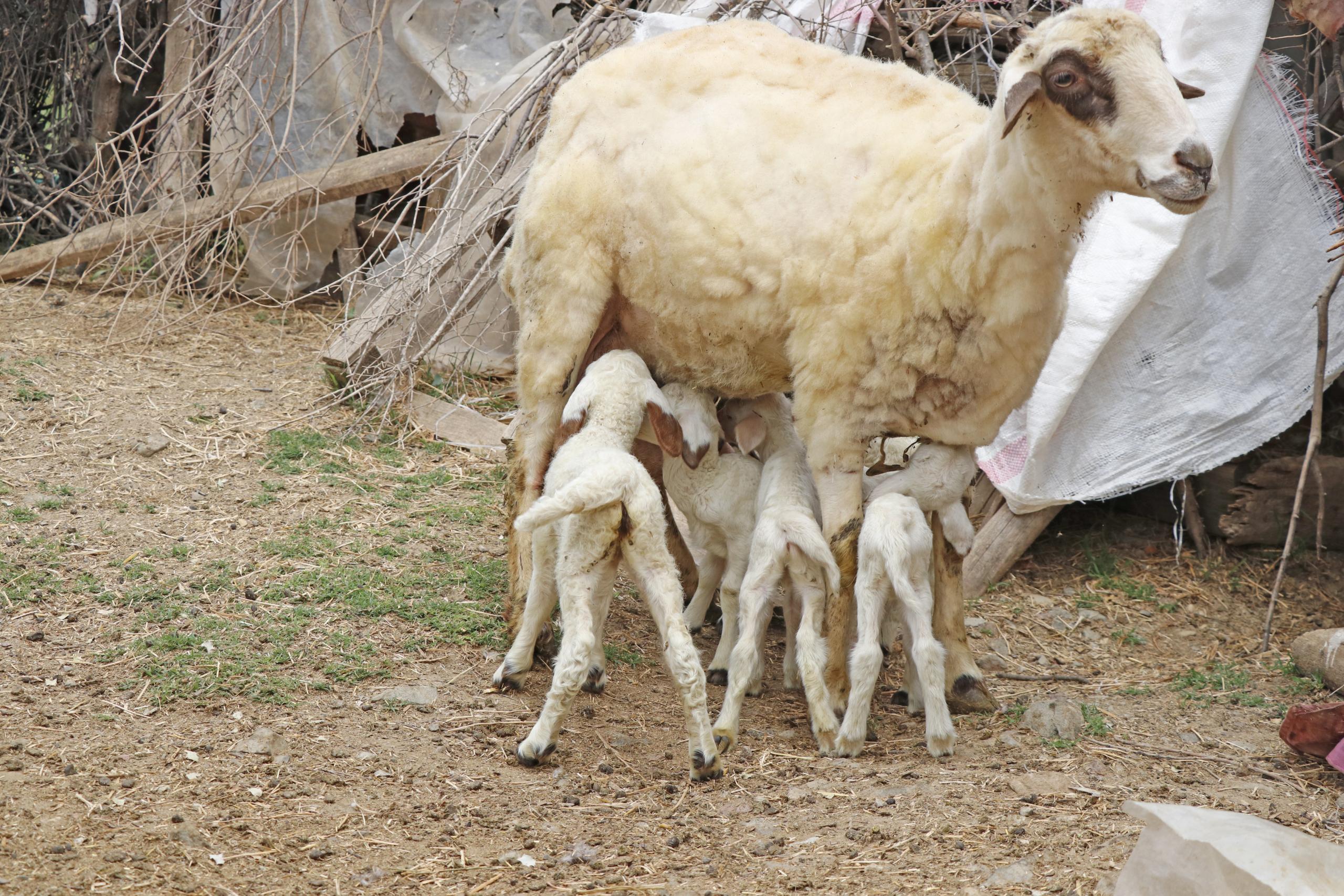 Muğla'da bir koyunun tek batında 7 kuzu doğurması şaşırttı