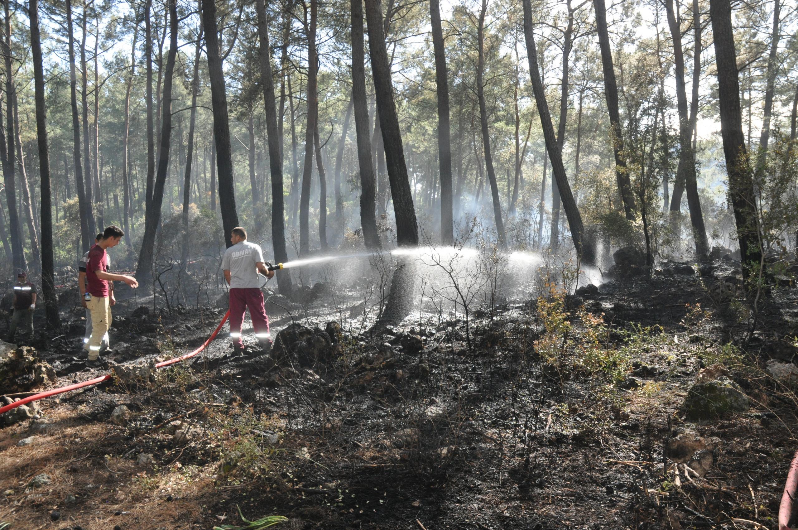 Ortaca'da ormanlık alan zarar gördü