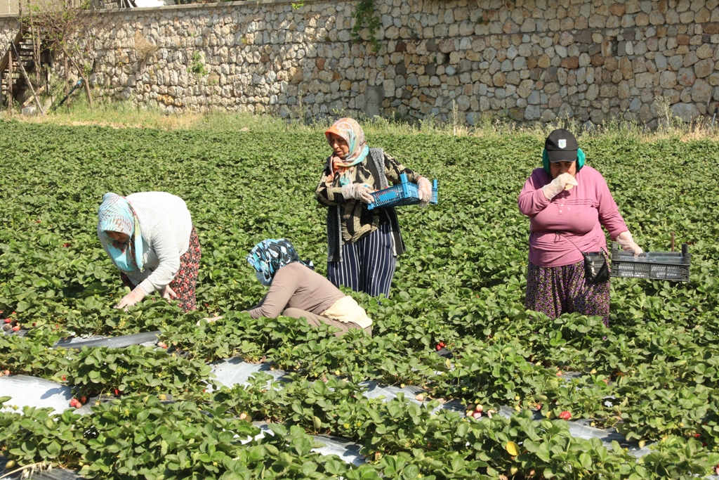 üreticiden alınan sebze ve meyveler ihtiyaç sahiplerine ulaştırılıyor
