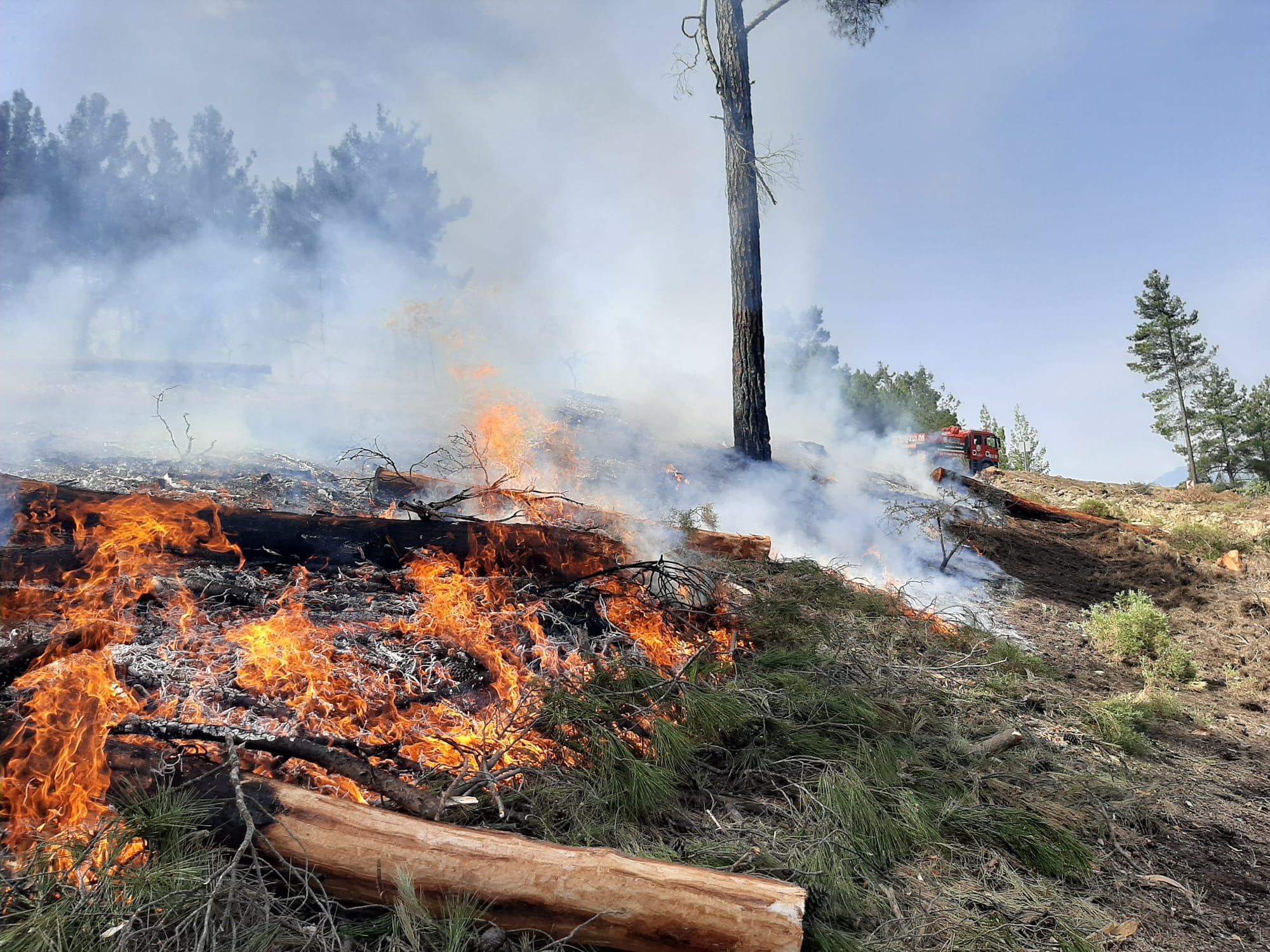 YÖRÜKOĞLU MAHALLESİ'NDE ORMAN YANGINI