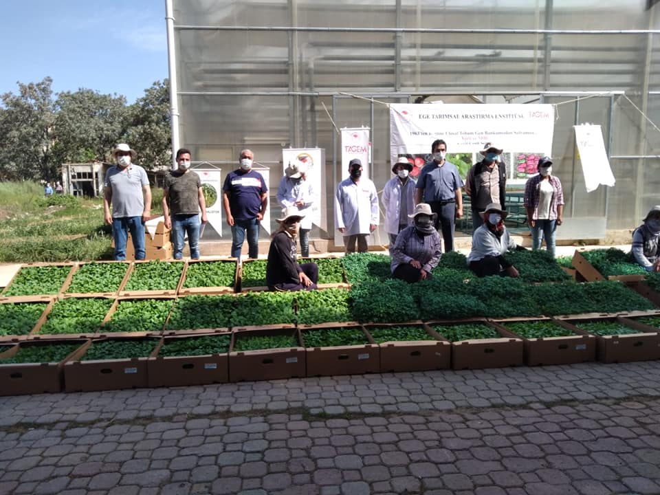 ESKİ TOHUMLARA DÖNÜŞ BAŞLADI