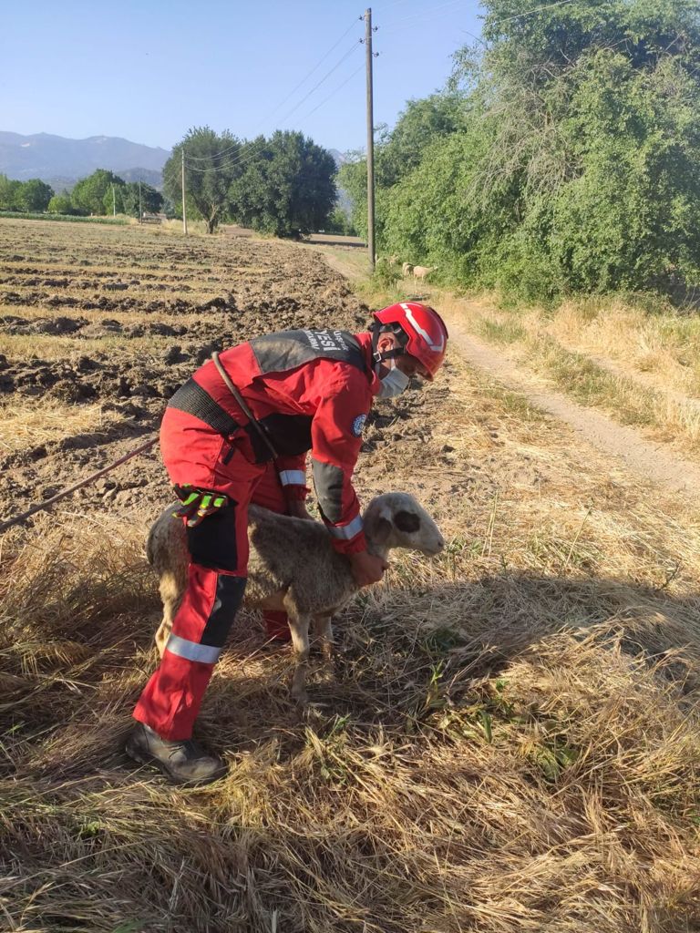 kuyuya düşen koyun itfaiye ekiplerince kurtarıldı