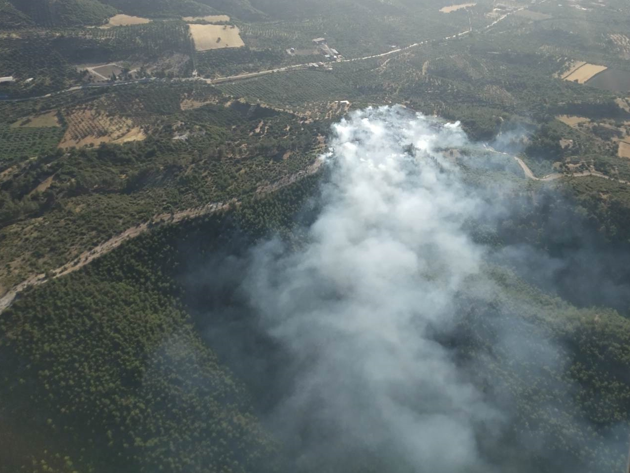 Muğla'nın Bodrum ilçesinde orman yangını çıktı