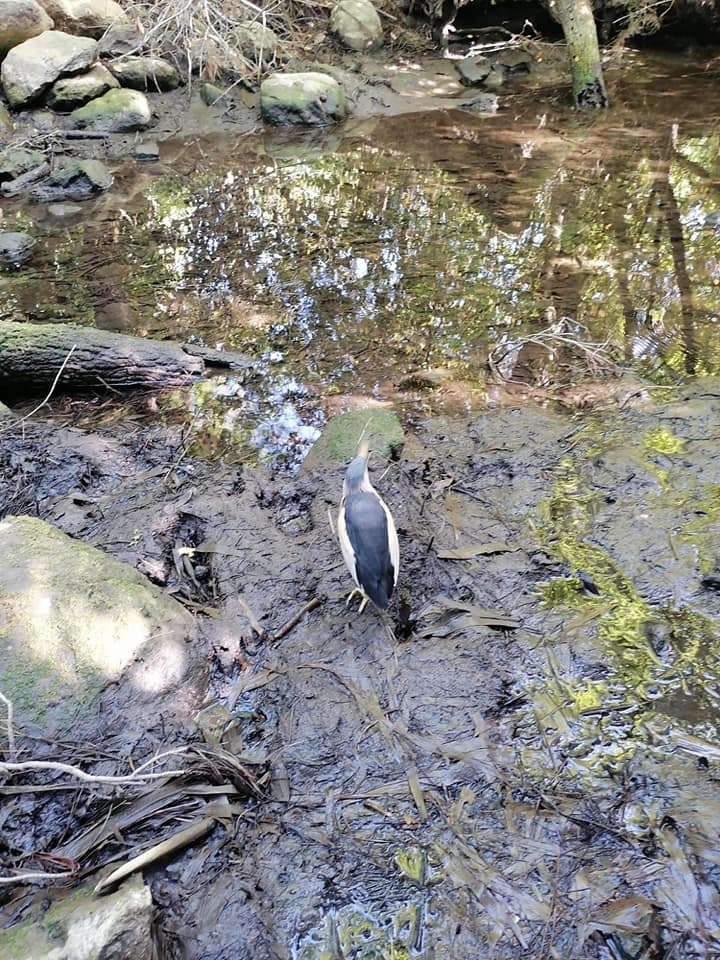 bitkin bulunan küçük balaban, tedavisinin ardından doğaya bırakıldı