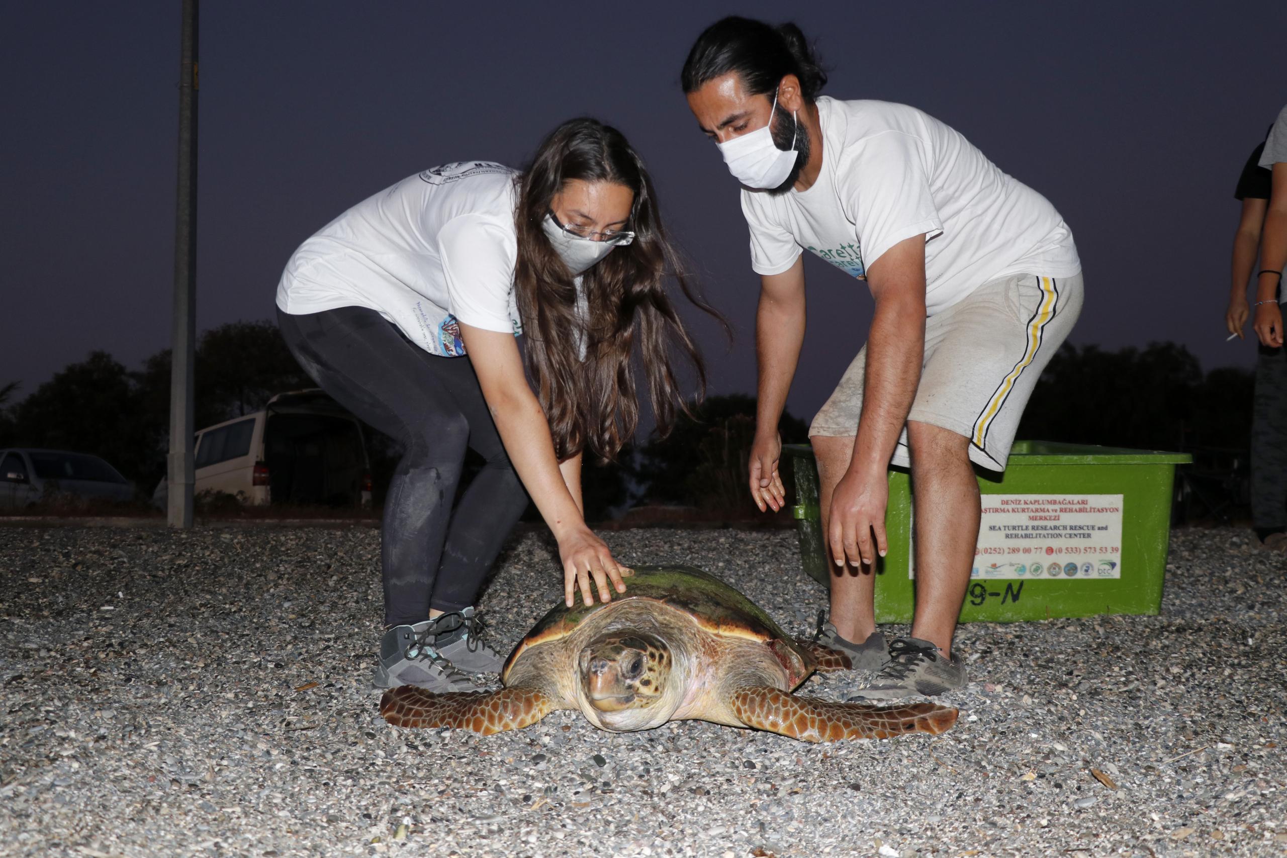 Fethiye'de tedavi edilen caretta caretta denize salındı