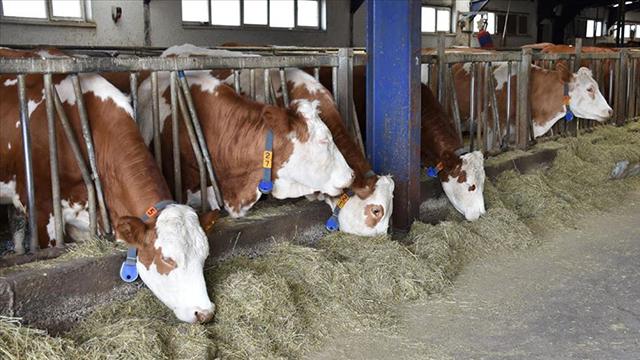 HAYVANCILIK İÇİN HİBE DESTEKLERİ AÇIKLANDI